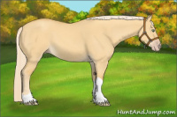 Horse Color:Gold Cream Champagne Dun 
