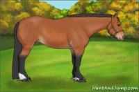 Horse Color:Bay Tobiano Rabicano 