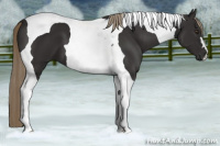 Horse Color:Liver Chestnut Tobiano 