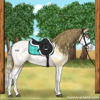 Horse Color:Buckskin Dun Splash Appaloosa 