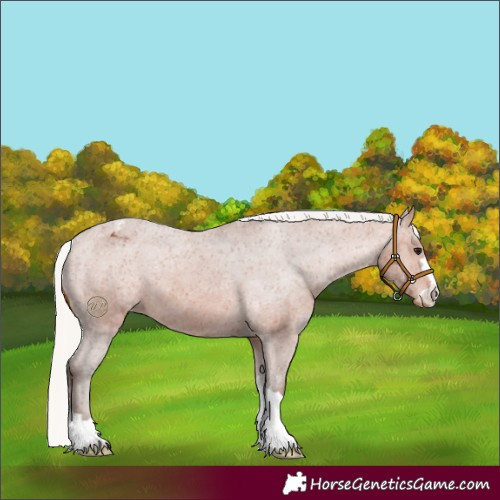 Horse Color:Silver Bay Appaloosa 