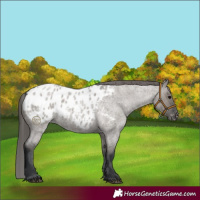 Horse Color:Grullo Roan Appaloosa Rabicano