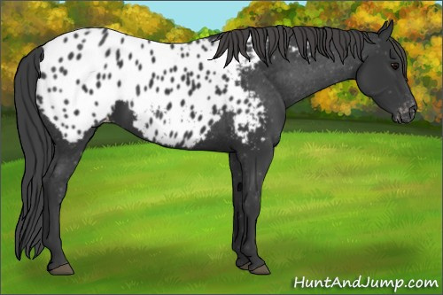 Horse Color:Black Appaloosa