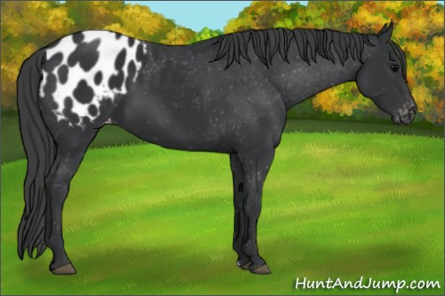 Horse Color:Black Appaloosa 