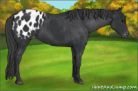 Horse Color:Black Appaloosa