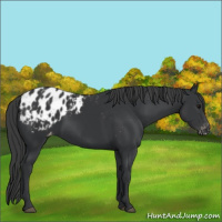 Horse Color:Black Appaloosa 