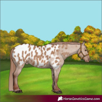 Horse Color:Red Dun Appaloosa Rabicano 