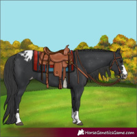 Horse Color:Black Appaloosa 