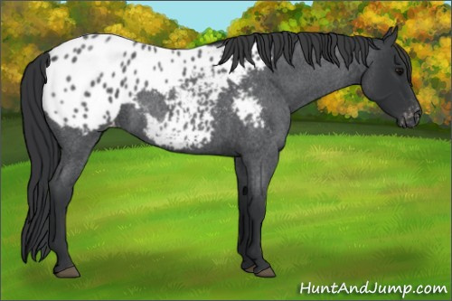 Horse Color:Blue Roan Appaloosa 