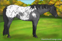 Horse Color:Blue Roan Appaloosa 
