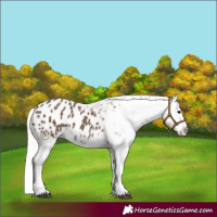 Horse Color:Silver Black Appaloosa 