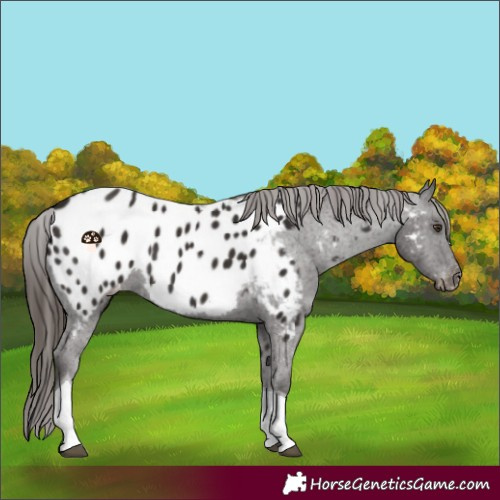Horse Color:Liver Chestnut Tobiano Appaloosa