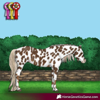 Horse Color:Chocolate Palomino Leopard 