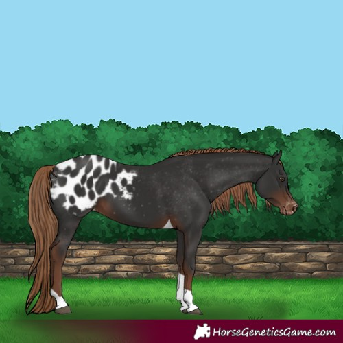 Horse Color:Liver Chestnut Tobiano Appaloosa 