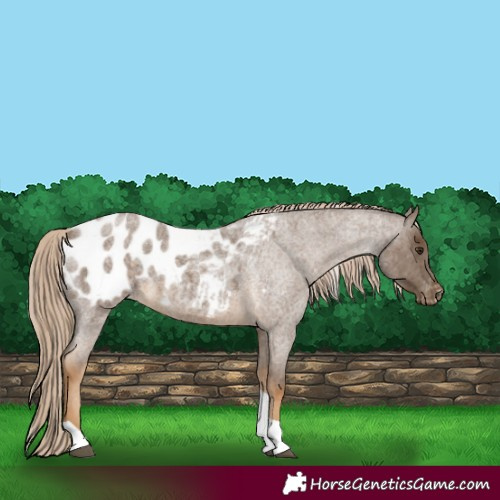 Horse Color:Chocolate Palomino Roan Tobiano Blanket 