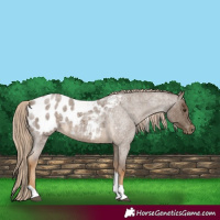 Horse Color:Chocolate Palomino Roan Tobiano Blanket 