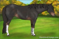 Horse Color:Liver Chestnut Tobiano