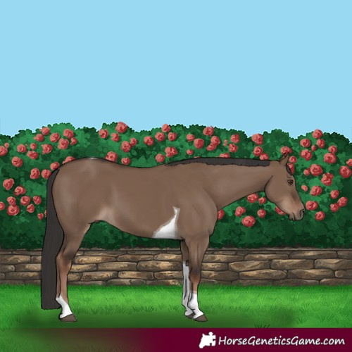 Horse Color:Liver Red Dun Tobiano