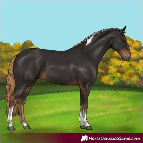 Horse Color:Liver Chestnut Tobiano 