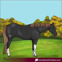 Horse Color:Liver Chestnut Tobiano 