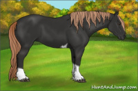 Horse Color:Liver Chestnut Tobiano 