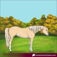 Horse Color:Palomino Dun Tobiano 