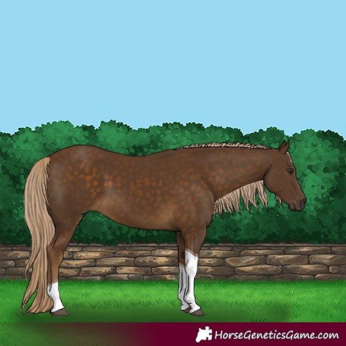 Horse Color:Chocolate Palomino Tobiano