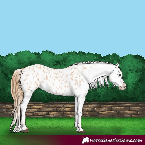 Horse Color:Red Roan Appaloosa 
