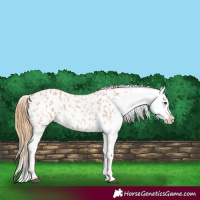Horse Color:Red Roan Appaloosa 