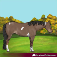 Horse Color:Liver Red Dun Tobiano 