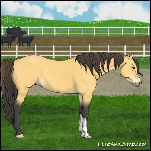 Horse Color:Buckskin 