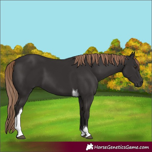Horse Color:Liver Chestnut Tobiano 