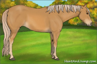 Horse Color:Palomino 