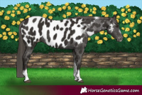 Horse Color:Liver Chestnut Tobiano Frame Appaloosa