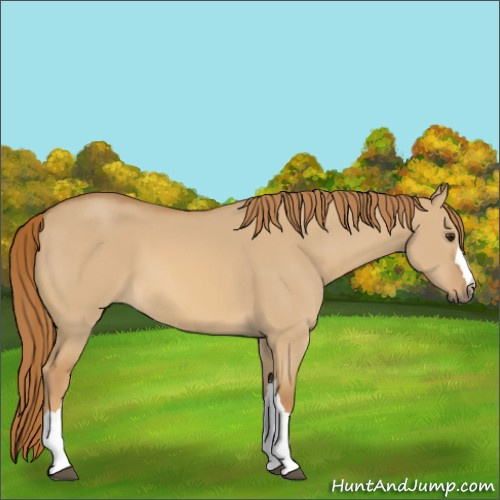 Horse Color:Red Dun 