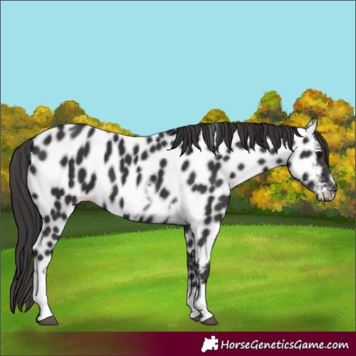 Horse Color:Smoky Black Tobiano Frame Appaloosa 