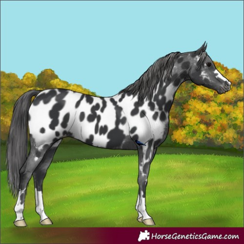 Horse Color:Black Near Leopard