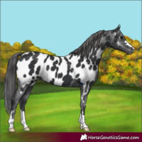 Horse Color:Black Near Leopard 