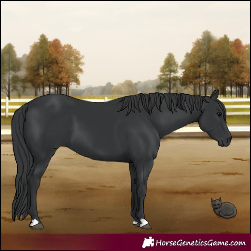Horse Color:Black 