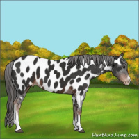 Horse Color:Liver Chestnut Tobiano Frame Near Leopard 
