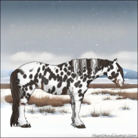 Horse Color:Liver Chestnut Tobiano Frame Appaloosa 