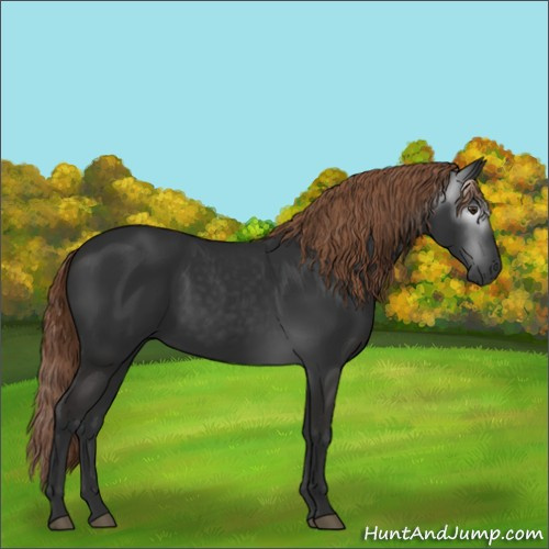 Horse Color:Gray Liver Chestnut 