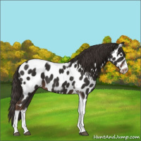 Horse Color:Liver Chestnut Tobiano Frame Near Leopard 