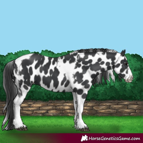 Horse Color:Black Tobiano Frame Appaloosa 