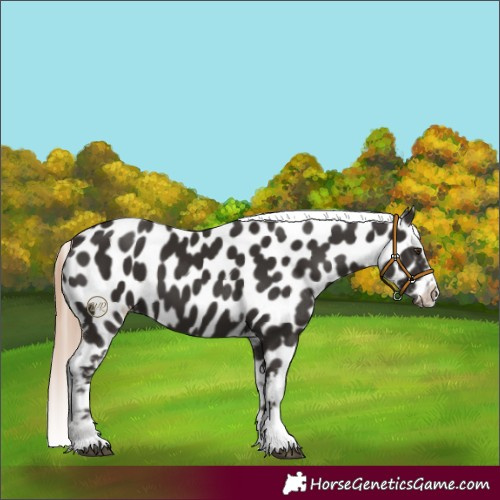 Horse Color:Liver Chestnut Tobiano Frame Appaloosa 