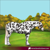 Horse Color:Liver Chestnut Tobiano Frame Appaloosa