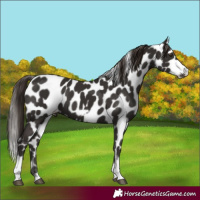 Horse Color:Liver Chestnut Tobiano Frame Leopard 