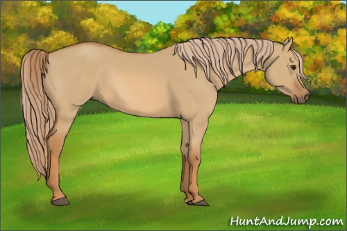 Horse Color:Red Dun 