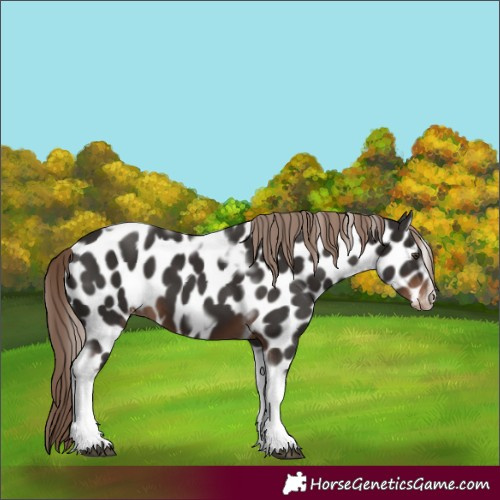 Horse Color:Liver Chestnut Tobiano Frame Appaloosa 
