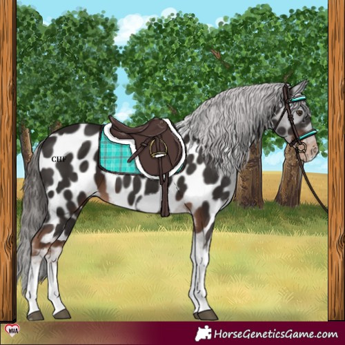 Horse Color:Liver Chestnut Tobiano Frame Appaloosa 